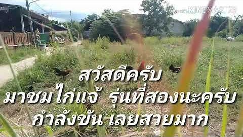 ไก่แจ้ เสียงดี    (  qaib dib suab zoo  )