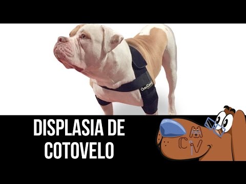 Vídeo: Displasia Em Cães De Raças Grandes - Displasia De Cotovelo Em Cães Em Crescimento