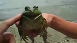 Frog - Imperial March
