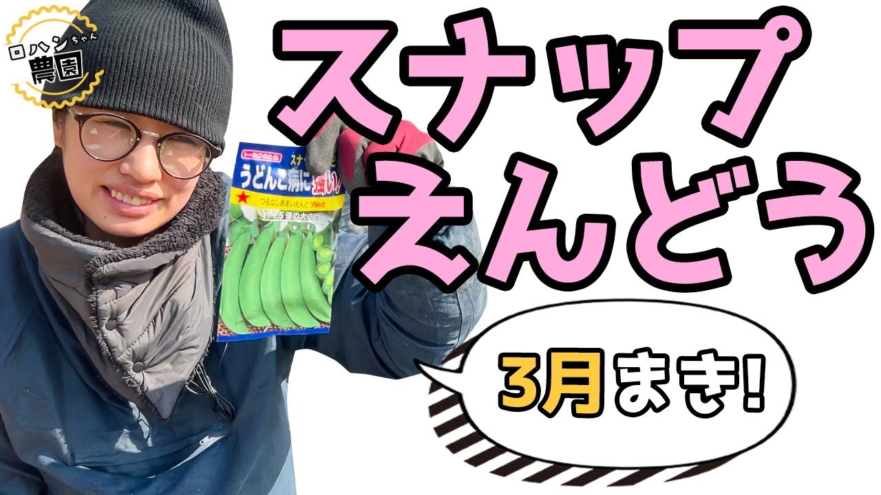 【スナップエンドウ種まき】３月まき　秋まきに間に合わなかったスナップエンドウを春まきします