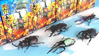 カブトムシ⚘ ˚ カブトムシ - 彦十蒔絵 | HIKOJU MAKIE Official web site