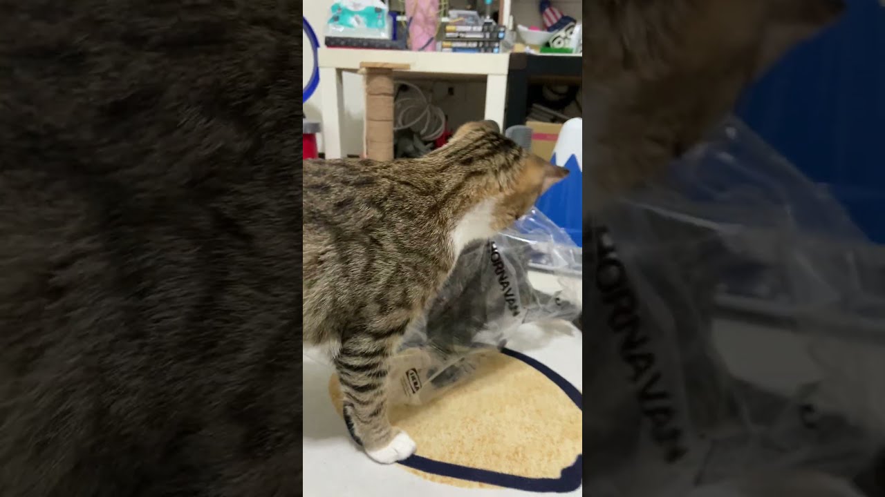 What's a Cat Doing in a Bag? Pure Playtime Bliss! 你進去幹嘛？貓咪的快樂就是這麼簡單！塑膠袋也能玩到嗨  