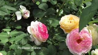 Видео Мой Розовый Сад 2019г. С названиями роз.Моя большая клумба!!! (автор: ВАЛЕНТИНА ПЕРЕЧЕСОВА)