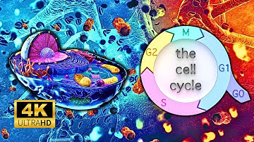 Cycle of Life: The Cell’s Journey!