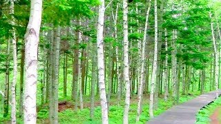 平庭高原 白樺の森 ~ (岩手 久慈) 平庭高原 白樺の森 ~ (岩手 久慈)