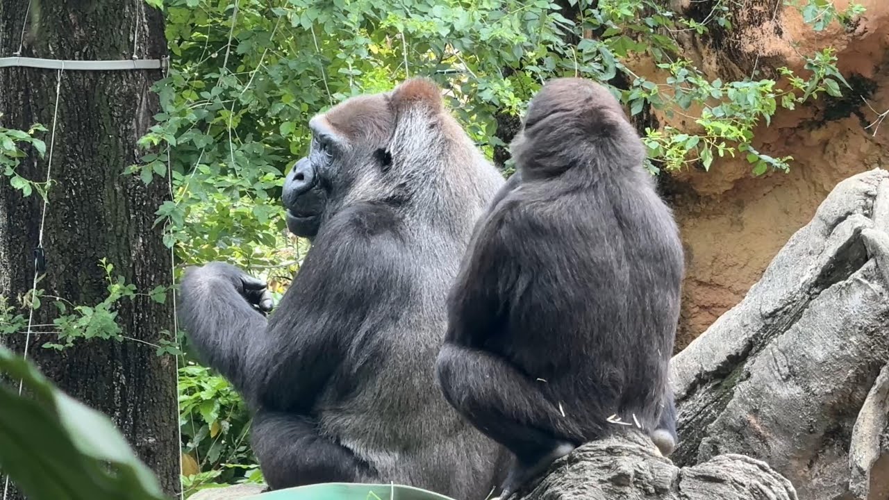 ママとご飯を食べるスモモちゃん【‎2025年‎5月15日】【上野動物園