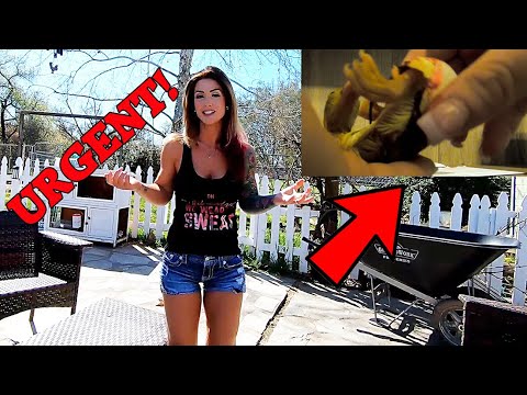 Can She Save Them ???? Ducklings at The Crouch Ranch - YouTube