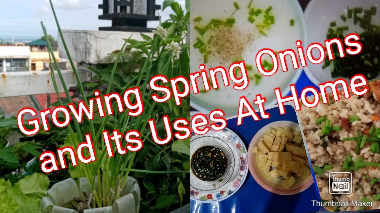 How to Grow Spring Onions in Container ll Its Uses At Home YouTube