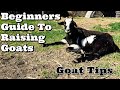 Beginners guide to raising goats  goat tips  goat