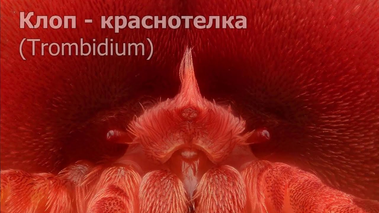 Клещ краснотелка. Trombidium. Red velvet mite. Rote Samtmilbe.