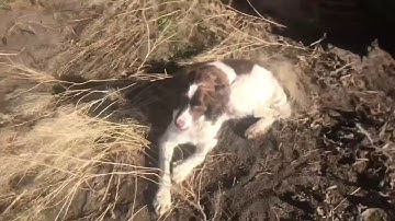 Setting a few more coyote traps and checking the Trapline