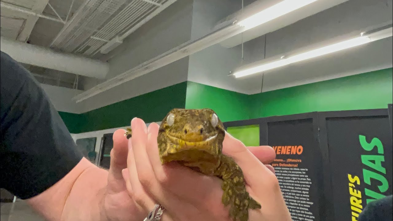 Keeper Chat With The Reptiles - YouTube