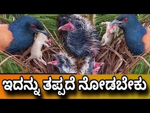 ಇದನ್ನು ನೋಡಿ ನಿಮಗೆ ಏನು ಅನಿಸುತ್ತದೆ ಕಾಮೆಂಟ್ ಮಾಡಿ idea news subscribe ಮಾಡಿ