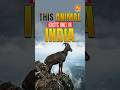 This Animal Exists ONLY in India
