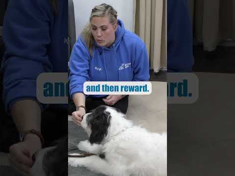 Videó: 7 ok, amiért a kutyának meg kell tanulnia, hogyan kell „lefeküdni” a parancsnokságon