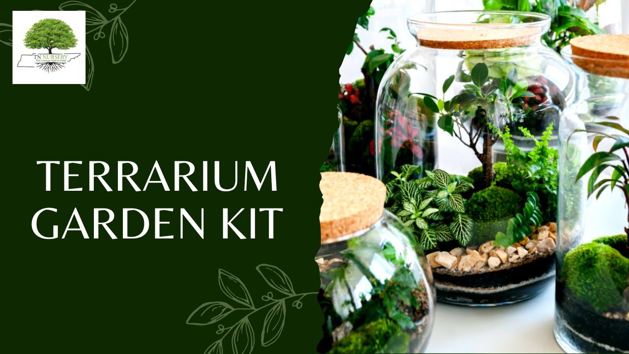 Order Terrarium Garden Kits Bailey Hand Selects an Assortment Of