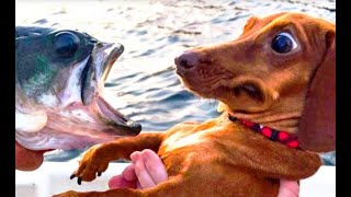 funny cat & dogs video2022 best animal funny video daily doseof laughter