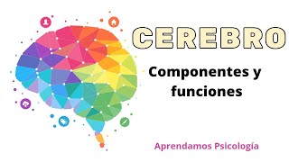 El Cerebro en Resumen, sus partes y funciones.