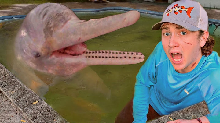 I Found Dolphins in an Abandoned Pool!