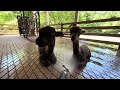 Alpacas Coffee Cup and Rainstorm Stay Cool With a Misting Hose
