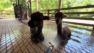 Alpacas Coffee Cup and Rainstorm Stay Cool With a Misting Hose