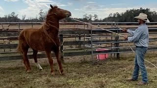 TRAILER-   These WILD Horses NEED My HELP!! Full Vid Coming……