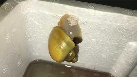 Cận cảnh ốc táo vàng đẻ trứng