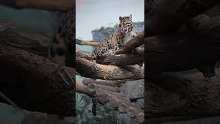 Clouded Leopard Bathing itself at the Cincinnati Zoo 3-19-2026