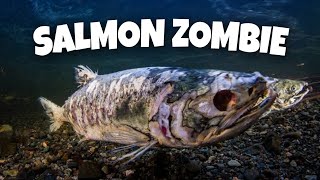 Perjalanan Salmon Menjadi Ikan Zombie
