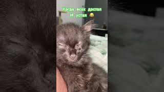 #кот #cat