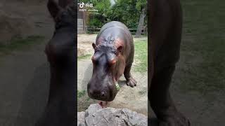 Hippo Eats Melon