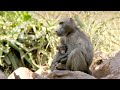 Social Hierarchy in Animal Troops