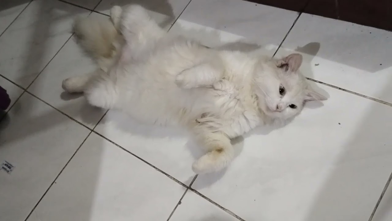 Anak Kucing Bulu Tuli yang Tidur Pose Seron*k