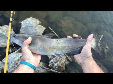 Catfishing from the bank - YouTube