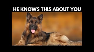 5 Shocking Things Your German Shepherd Knows About You