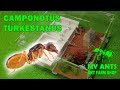 Initial ant colony of Camponotus turkestanus (formicarium for ants/nest for ants)