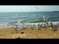 Город Мариуполь 2022. Городской Пирс и Пляж. Птицы и Красивая Природа