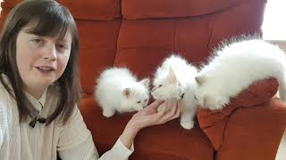 Birman Kittens Lilac Litter  From birth to new homes VLOG #14