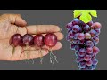 Simple method propagate grape tree with banana,, growing grape tree from grape fruit for beginners
