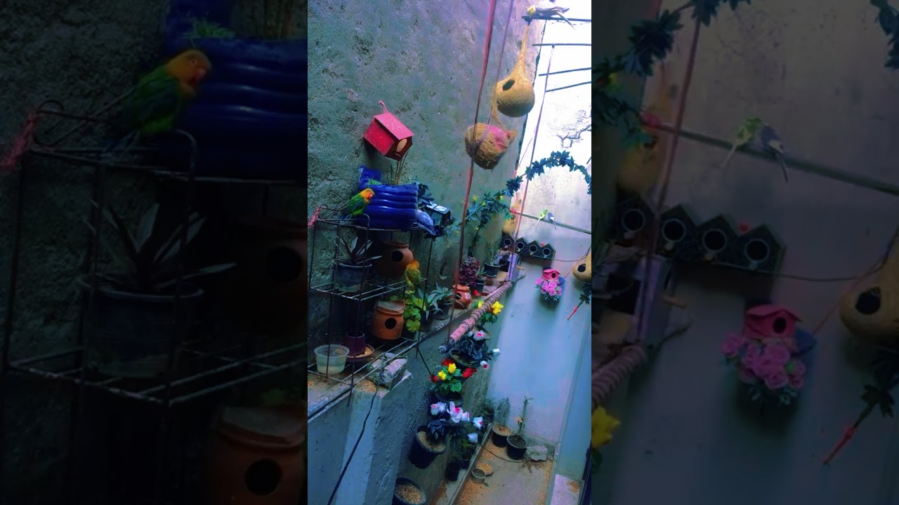 Bird sanctuary documentary |  episode 02 