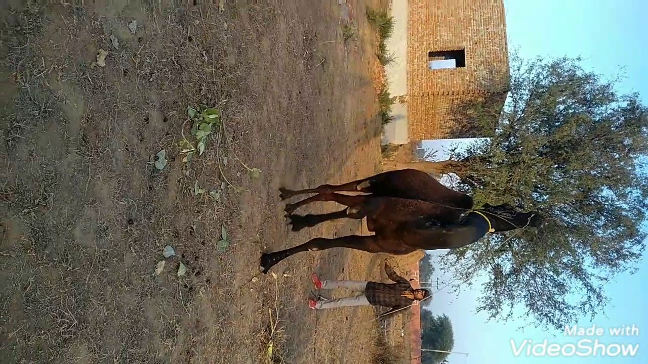 Sombier Haryana camel and horse dance(4)