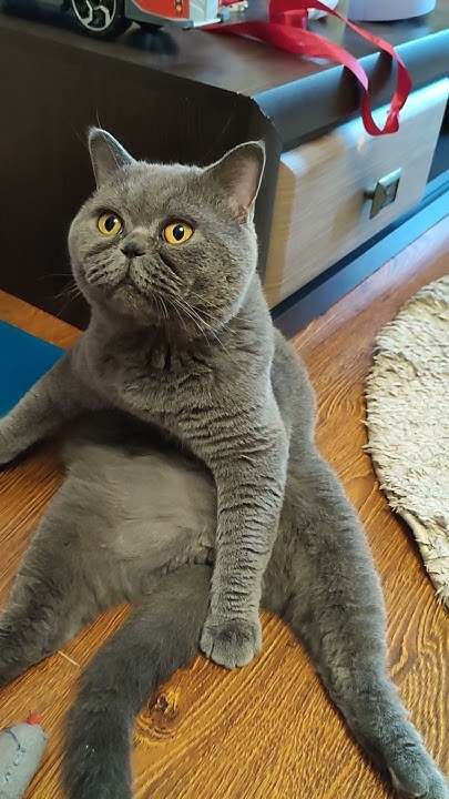 #честер #cat 😸👍 - YouTube