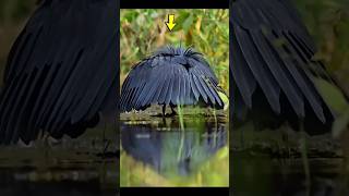 Download Lagu Black Heron Birds 100% use of brain #shorts #shortsfeed #trending MP3