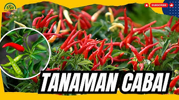 S O P PENANAMAN CABAI DARI AWAL HINGGA PANEN