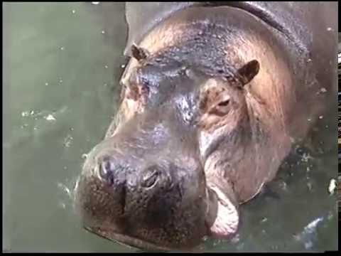 Detroit Zoo Animals Tape 2 (1988)