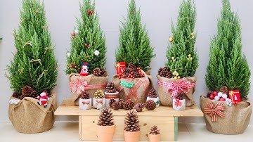 Những loại cây hút bức xạ máy tính hiệu quả cho dân văn phòng | Luxd Decor