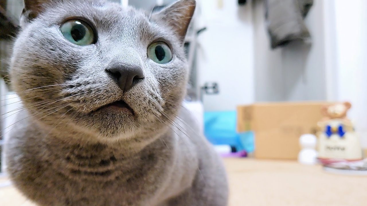 【猫動画】ちゅーるをもっと食べたいロシアンブルー【russianbule】Russian Blue wants to eat more churu