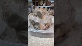 Ancient Rock Art The Painted Owl