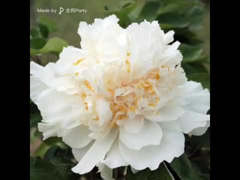 非專業cover 胡楊林-香水有毒