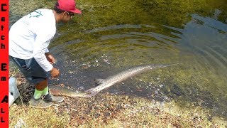 RELEASING My GIANT PET LONGNOSE GAR FISH!